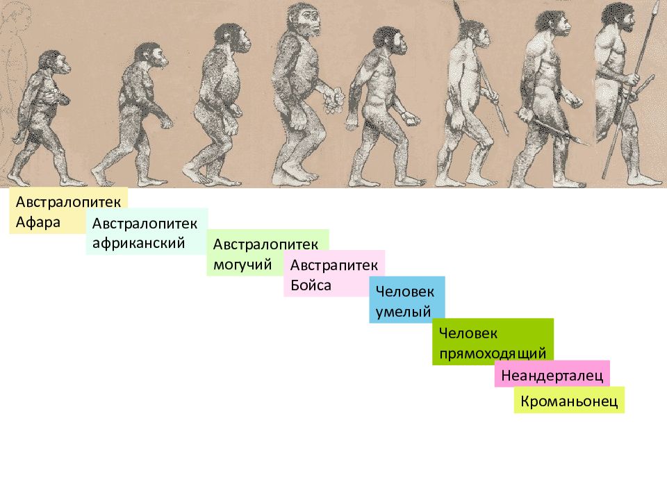 Этапы эволюции человека австралопитек. Человек умелый неандерталец кроманьонец. Хронология неандерталец кроманьонец. Неандерталец и кроманьонец австралопитек человек. Неандерталец и кроманьонец австралопитек человек умелый.