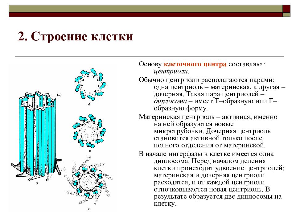 Центр клетки 4. Формула строения центриоли. Строение центриоли поперечный срез. Центриоли строение. Строение центриоли клетки.