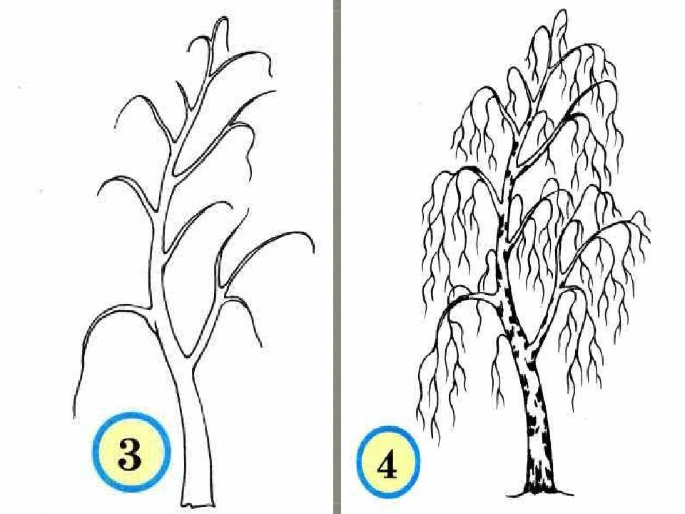 Как нарисовать дерево 2 класс