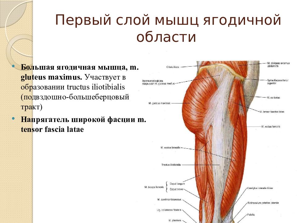 Слой ягодичных мышц. Мышцы ягодичной области анатомия послойно. Подвздошно-большеберцовый тракт анатомия. Подвздошно большеберцовый тракт и напрягатель широкой фасции. Анатомия большой ягодичной мышцы.