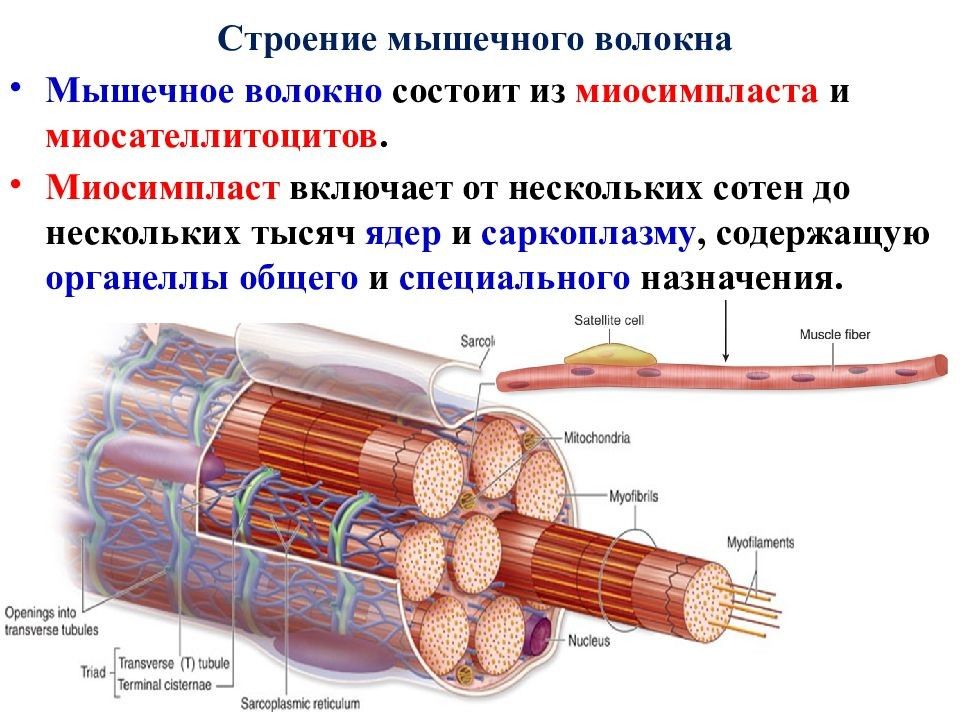 Строение скелетного мышечного волокна. Мышечное волокно строение миосимпласта. Миосимпласт и миофибриллы. Скелетное мышечное волокно схема. Гистология строение мышечного волокна волокна.