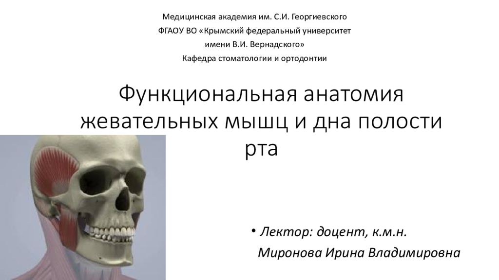 Функциональная анатомия жевательных мышц и дна полости рта