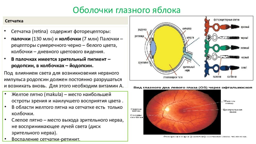 Оболочки глазного яблока у человека. Функции оболочек глазного яблока. Оболочки глазного яблока анатомия. Оболочки глазного яблока строение и функции. Части сосудистой оболочки глазного яблока.
