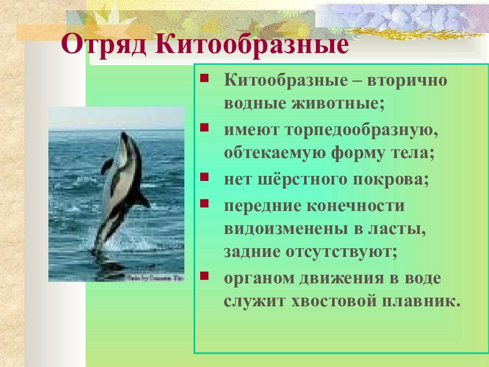 Характерные признаки водных животных. Отряды млекопитающих китообразные. Китообразные характеристика. Отряд китообразные общая характеристика. Характеристика отряда китообразные.