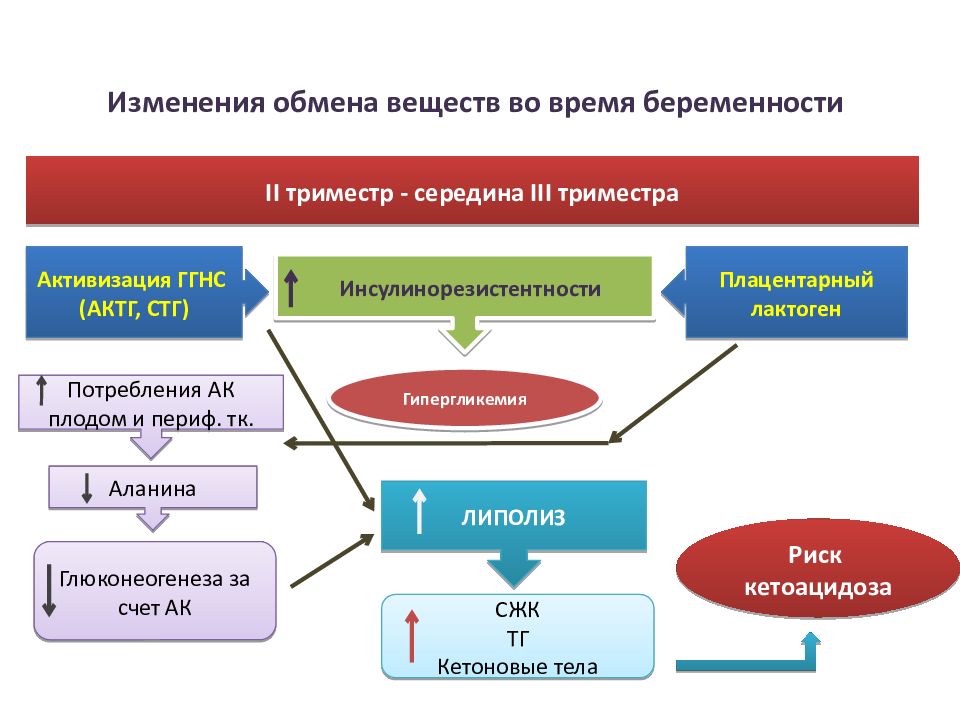 Обмен веществ и диабет