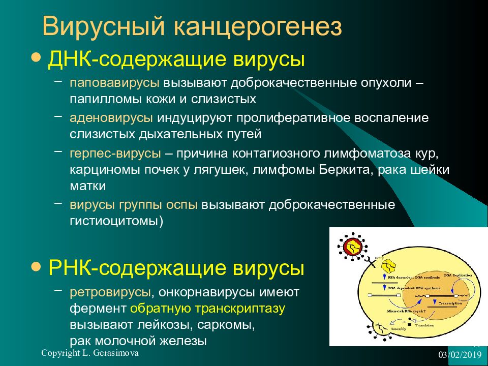 Содержит днк. Вирусный канцерогенез патофизиология. Механизм вирусного канцерогенеза. Этапы вирусного канцерогенеза патофизиология. Роль вирусов в канцерогенезе.