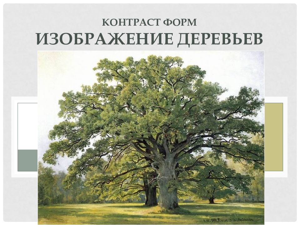 Контраст форм Изображение деревьев