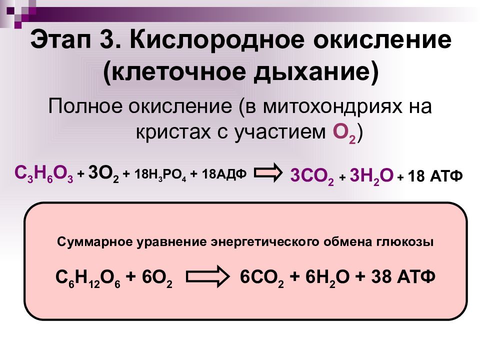 Во сколько раз клеточное дыхание эффективнее гликолиза в энергетическом плане