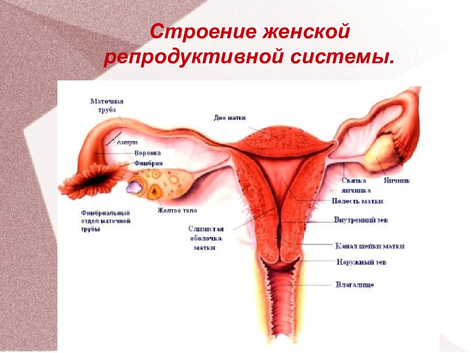 Строение женских органов гинекология внешнее схема