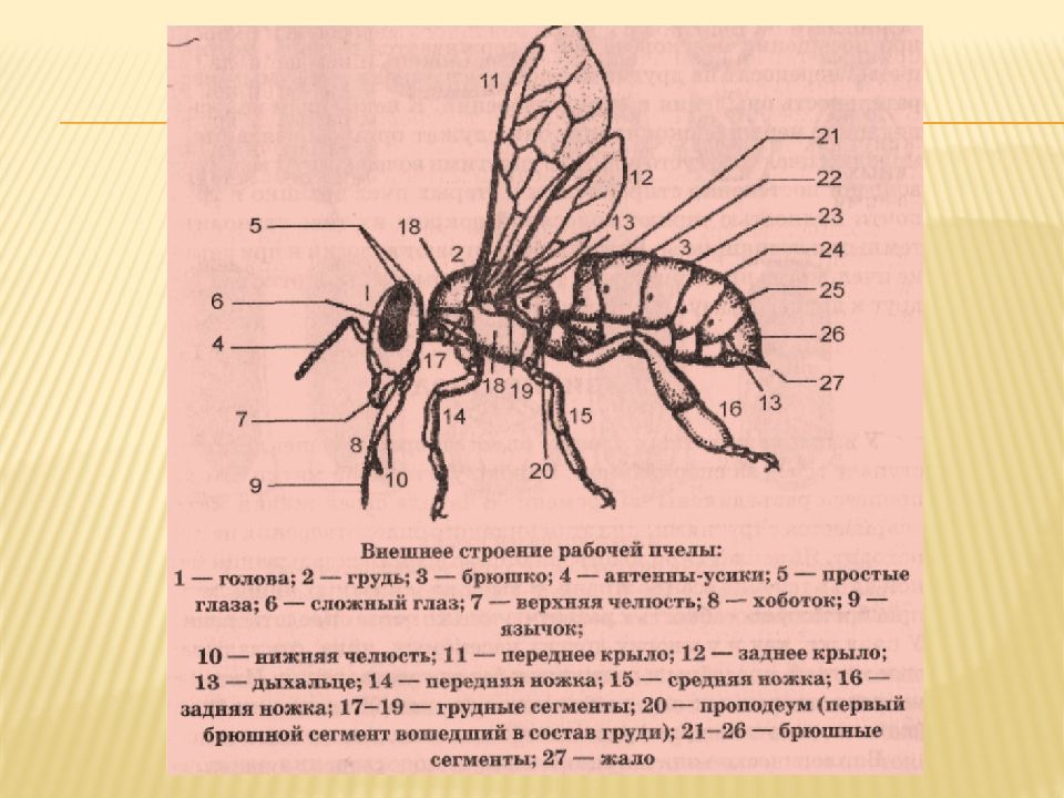 На рисунке изображен способ образования разных групп медоносных пчел