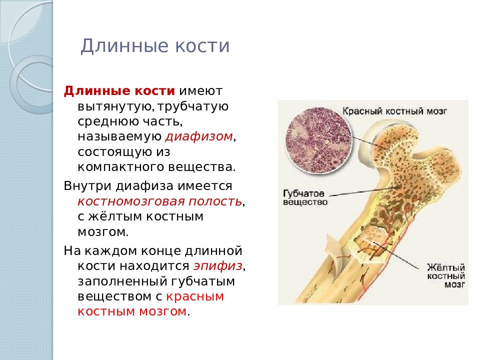 Печени и костного мозга. Строение костного мозга человека. Красный костный мозг и желтый костный мозг. Строение костного мозга схема. Строение кости желтый костный мозг.