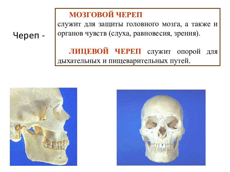 Мозговой и лицевой череп. Лицевой отдел черепа служит для защиты. Формы лицевого черепа. Для чего служит череп. Как череп защищает головной мозг.