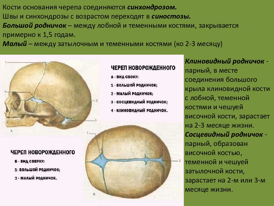 Родничок у новорожденных где находится картинки