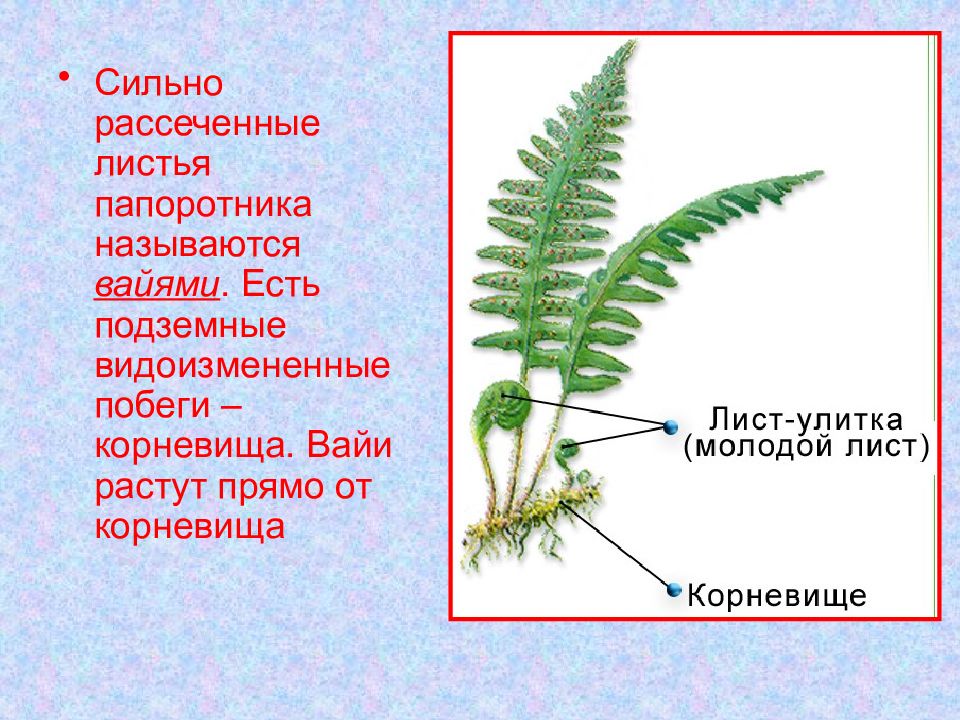 Вайи папоротника рисунок