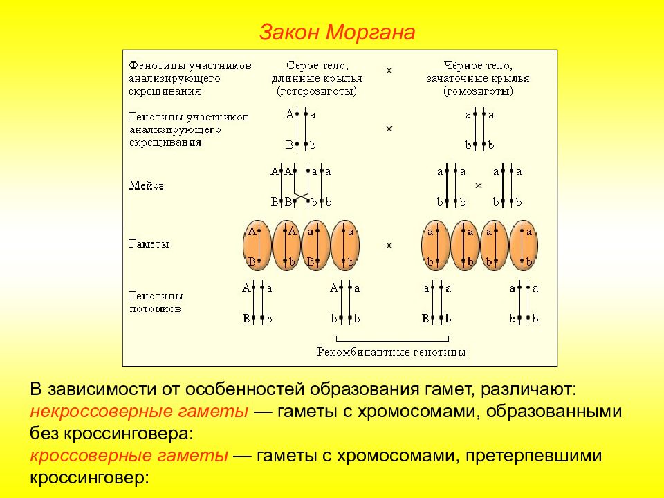 Схема сцепленного наследования