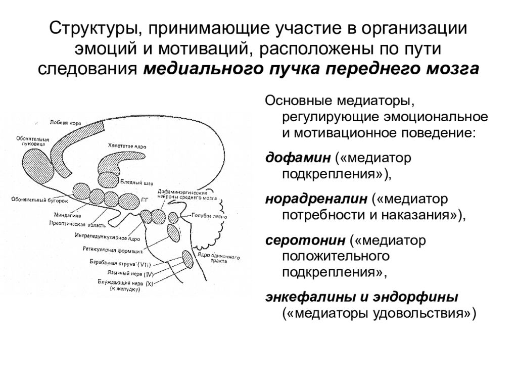 Какие структуры участвуют. Структуры, участвующие в формировании эмоций и мотиваций. Участие различных структур мозга в формировании эмоций. Структуры мозга участвующие в формировании эмоций. Мозговая организация эмоций.