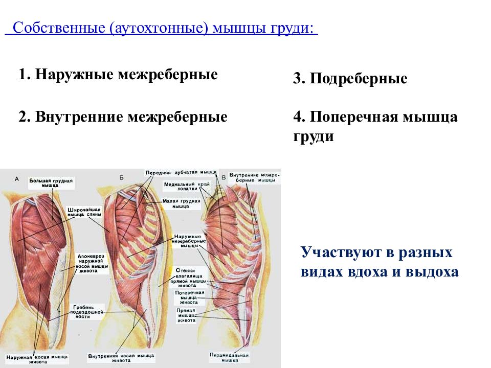 Собственные мышцы. Аутохтонные мышцы груди. Поперечная мышца груди анатомия. Мышцы груди наружные межреберные мышцы. Собственные наружные и внутренние межреберные мышцы таблица.