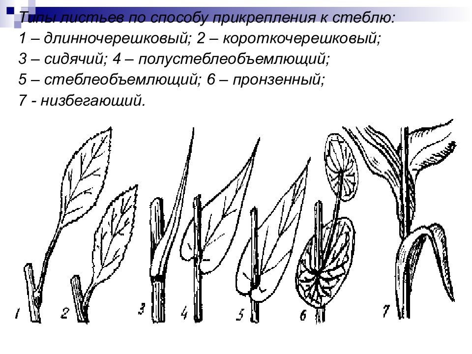 Рассмотрите рисунок листа