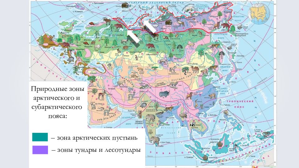 Природная зона субарктического пояса. Природные пояса Евразии. Природные зоны арктического и субарктического поясов. Самая большая природная зона Евразии. Разнообразие природы Евразии 7.