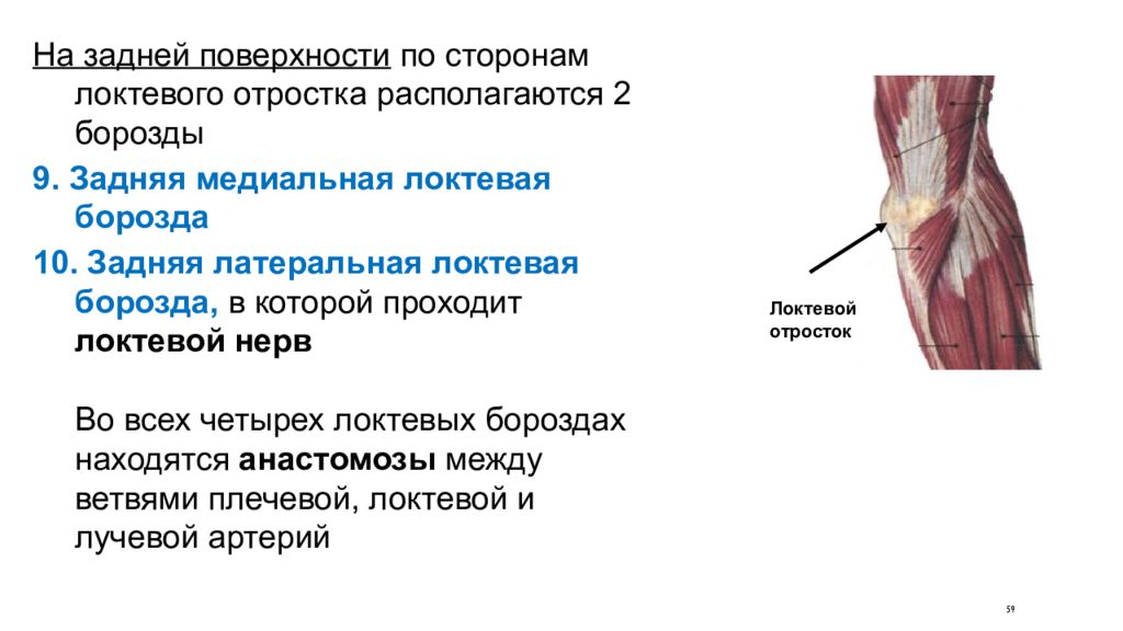 Борозды плеча. Задняя латеральная локтевая борозда. Передняя латеральная локтевая борозда. Латеральная локтевая борозда содержимое. Локтевая борозда предплечья.