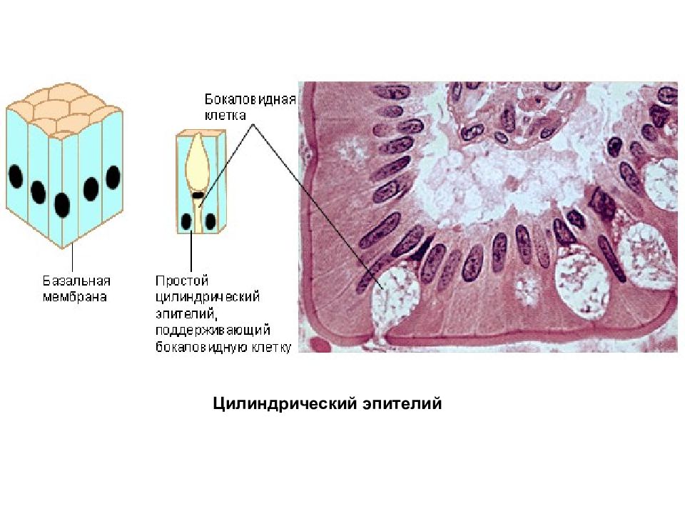 Клетки цилиндрической формы. Цилиндрический реснитчатый эпителий. Однослойный цилиндрический (призматический) эпителий. Однослойный призматический железистый эпителий. Цилиндрический мерцательный эпителий.