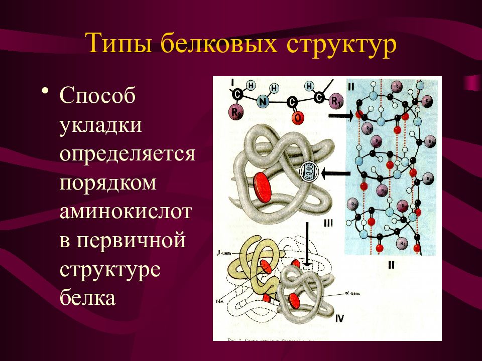 Какой уровень организации жизни отражен на данном рисунке молекулярно генетический