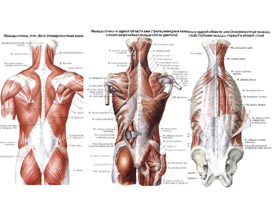 Мышцы спины схема с названиями