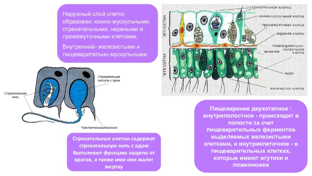 Организм имеет стрекательные клетки. Стрекательные клетки. Тип клетки имеют жгутики и ложноножки. Наружный слой клеток животных. Клетки которые способны образовывать лож ножки называются.