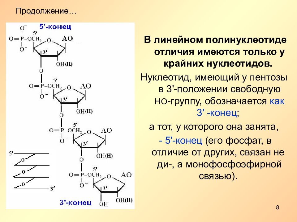 Располагать нуклеотиды. Полимеризация нуклеиновых кислот. Функции нуклеотидов. Нуклеотид лекция. Пентозы нуклеиновых кислот.