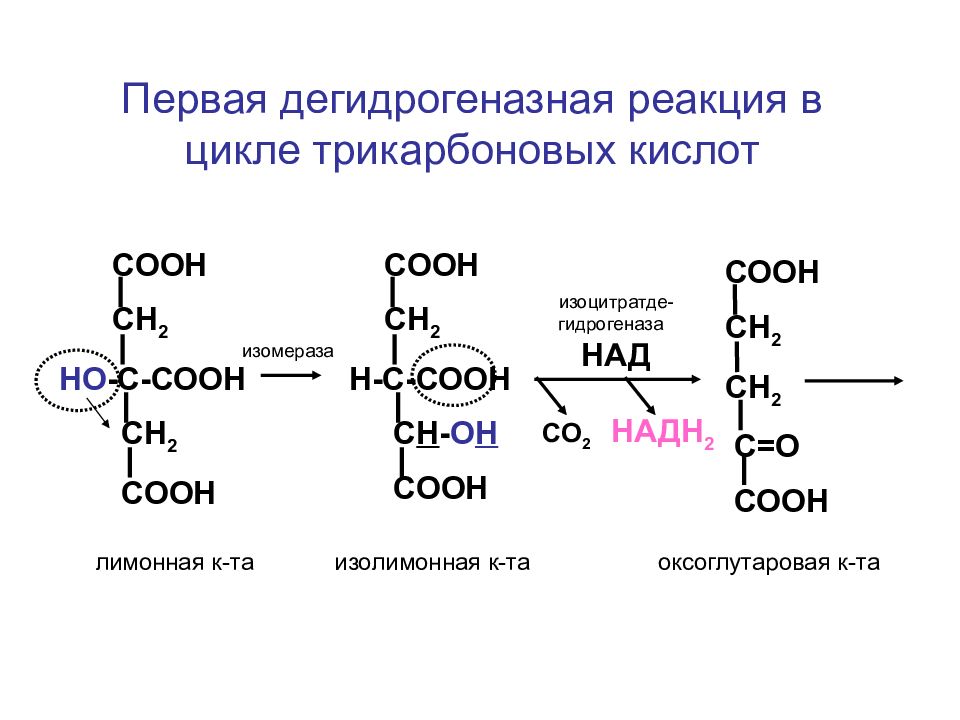 Над зависимые. Дегидрогеназные реакции цикла Кребса. Первая реакция цикла трикарбоновых кислот. Дегидрогеназные реакции в ЦТК. Дегидрогеназная реакция цикла Кребса.