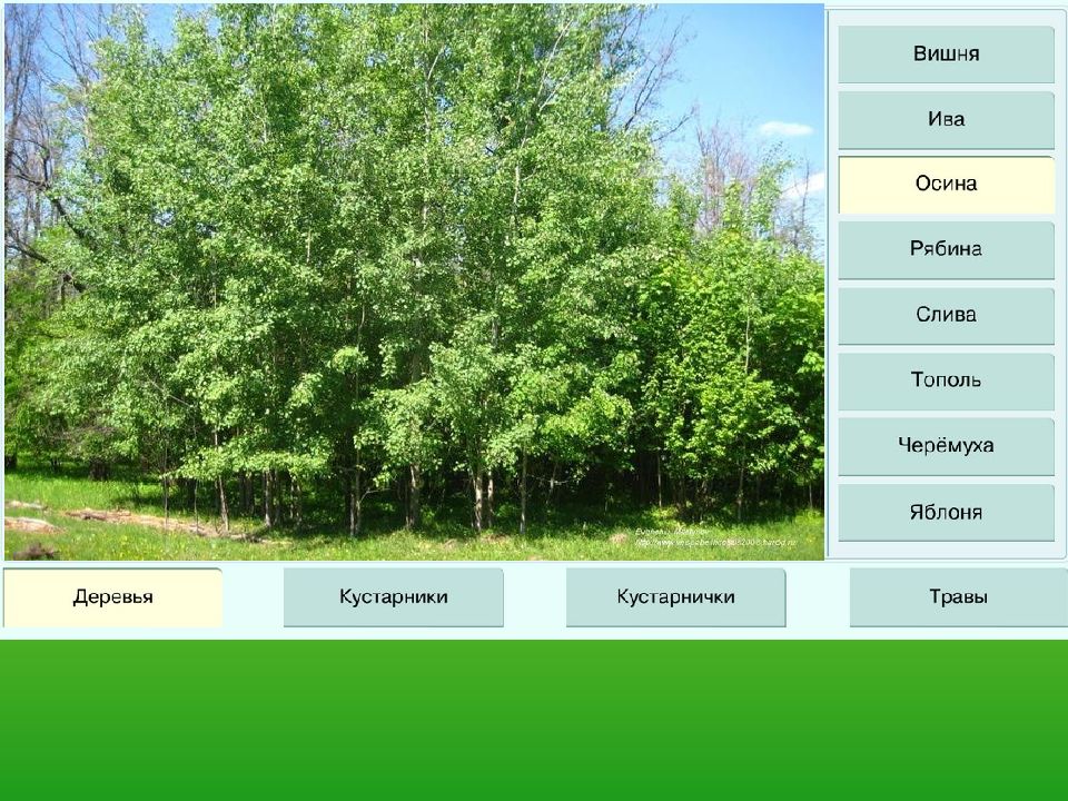 Покрытосеменные деревья кустарники травы. Ива и осина. Покрытосеменные растения береза. Береза белая покрытосеменных. Ива и осина отличие