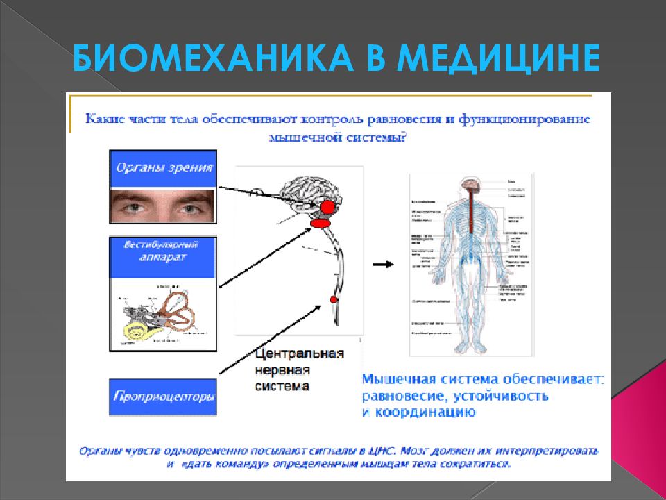 Биомеханика тела. Биомеханика в медицине. Принципы биомеханики в медицине. Биомеханические процессы организма. Понятие о биомеханике тела.