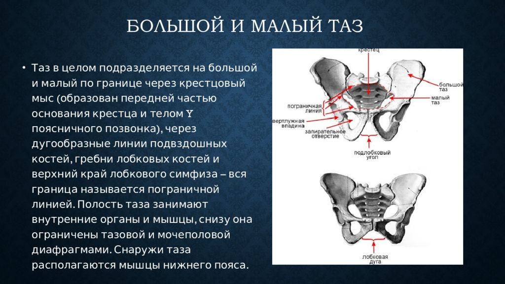 Малый таз. Анатомия таза ребенка. Границей между большим и малым тазом является линия.