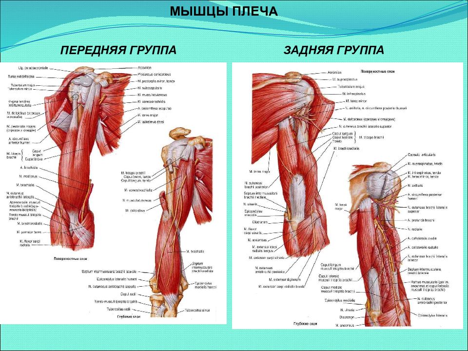 Мышцы плеча анатомия картинки