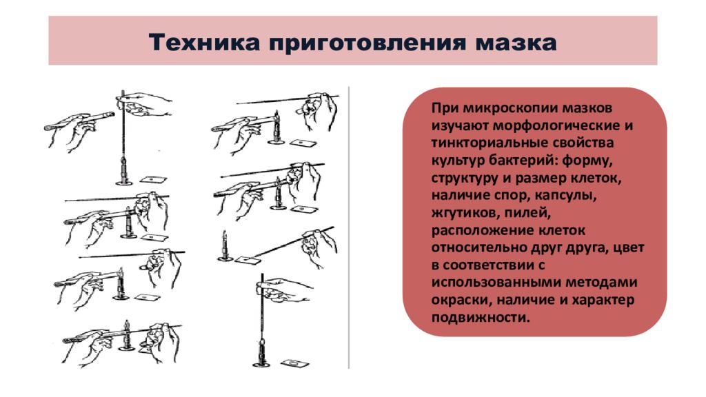 Техника приготовления. Методика приготовления мазка препарата. Этапы приготовления мазка препарата микробиология. Методика приготовления фиксированных препаратов мазков. Этапы приготовления препарата мазка.