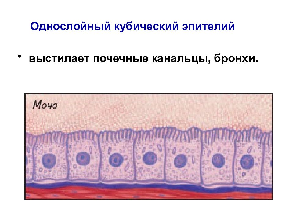 Клетки эпителиальной ткани. Однослойный эпителий выстилает. Многослойный кубический эпителий выстилает. Однослойный плоский эпителий выстилает. Эпителий соединительная ткань.