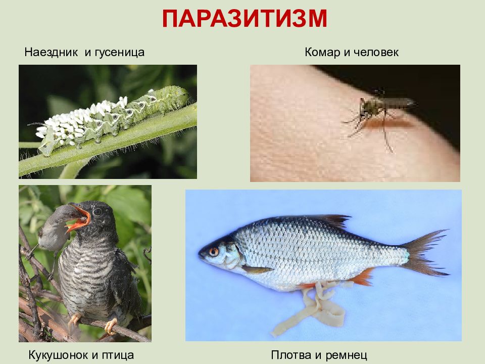 Паразитизм картинки для презентации