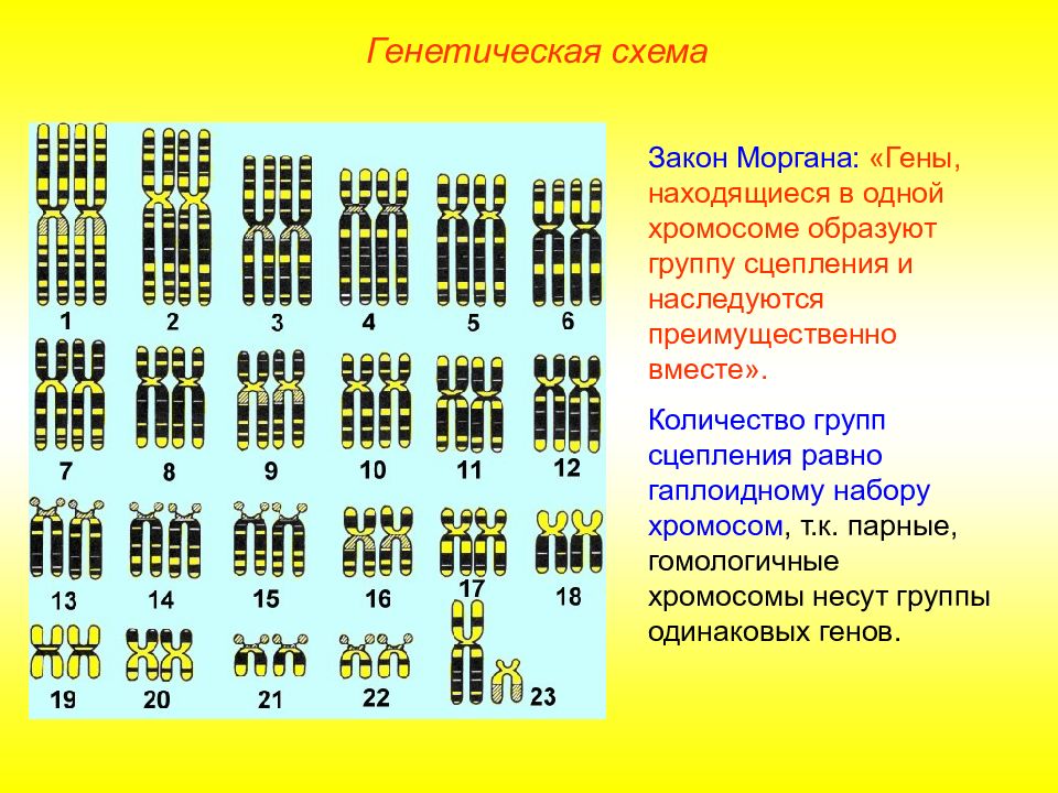 Закон моргана биология презентация