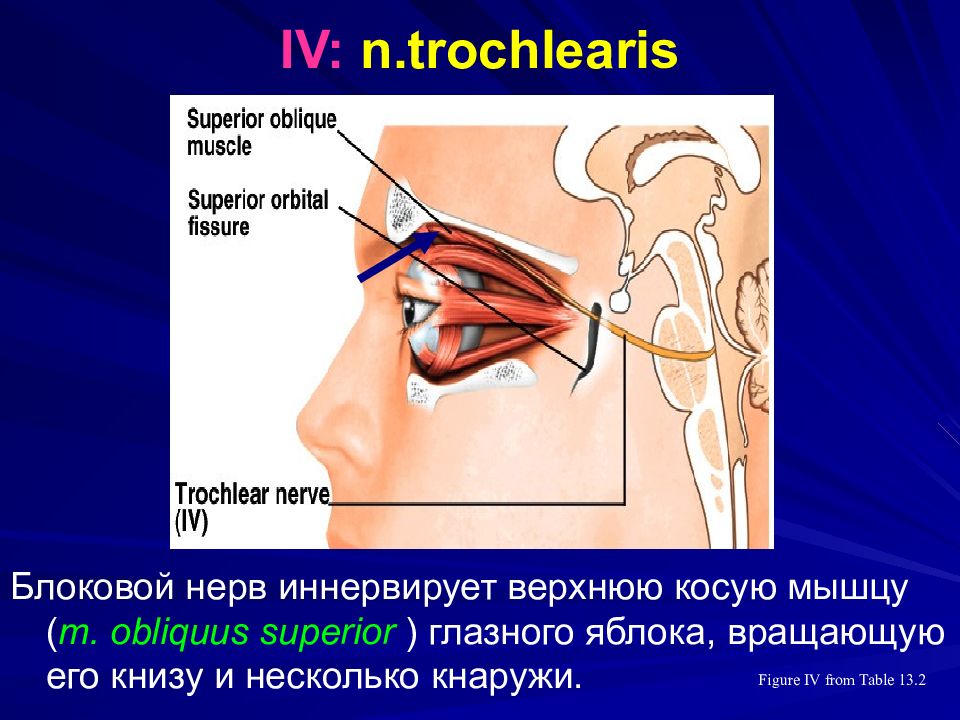 Блоковый нерв. Блоковый нерв иннервирует. Nervus trochlearis. Блоковый нерв анатомия. Блоковый нерв иннервирует мышцу:.