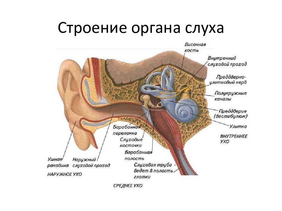 Строение уха человека фото с описанием снаружи