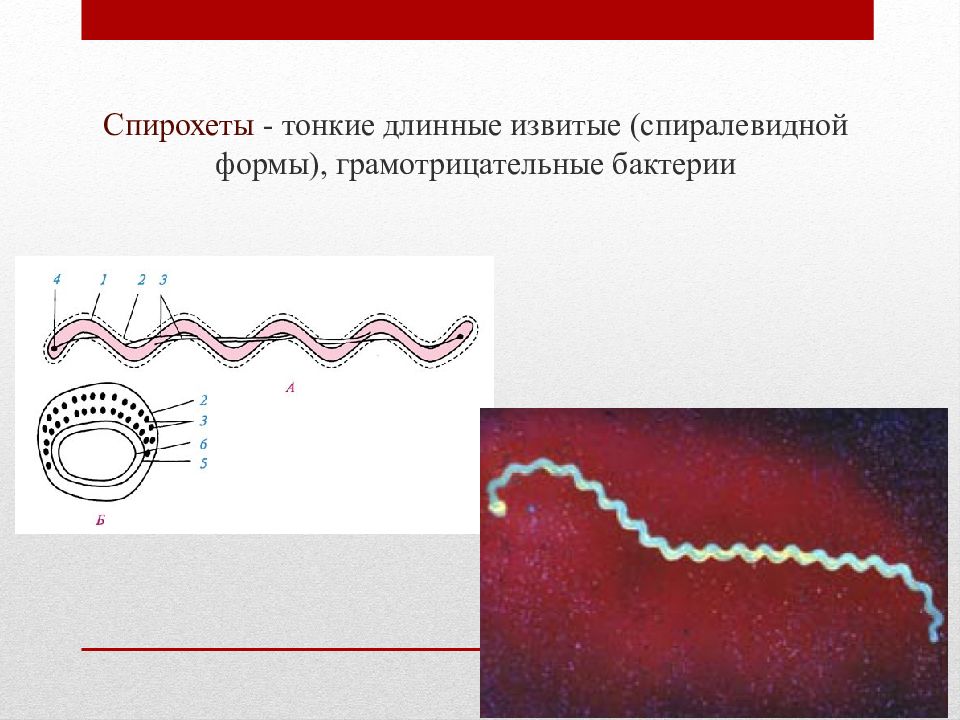 Спирохеты микробиология презентация