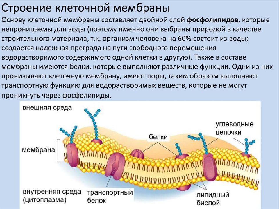 Мембрана клетки строение рисунок