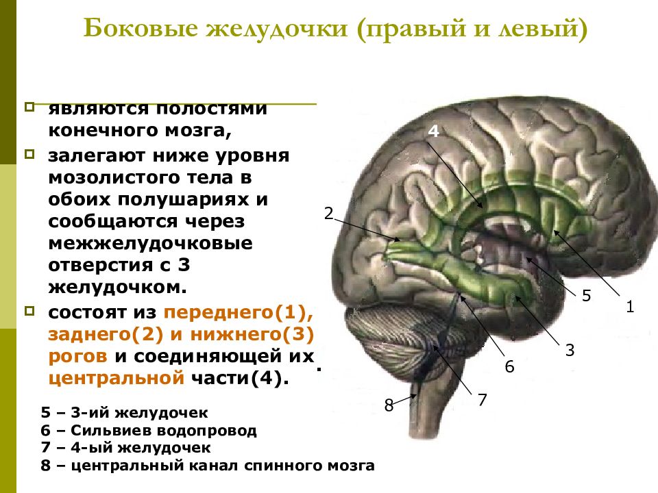 Конечный мозг презентация по анатомии