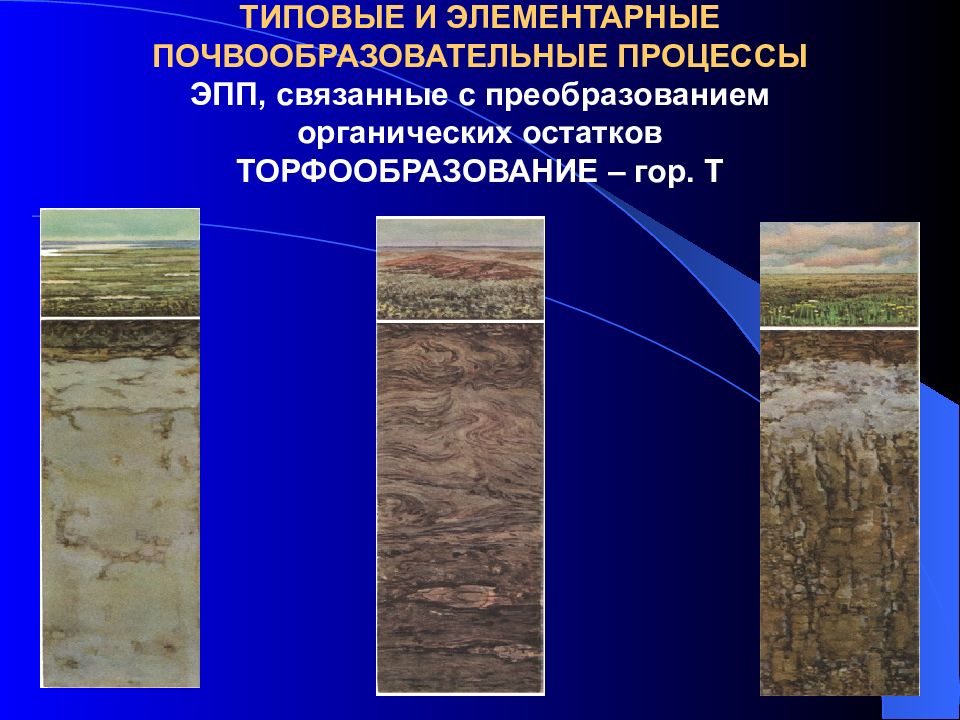 Общая схема почвообразовательного процесса и формирование почвенного профиля