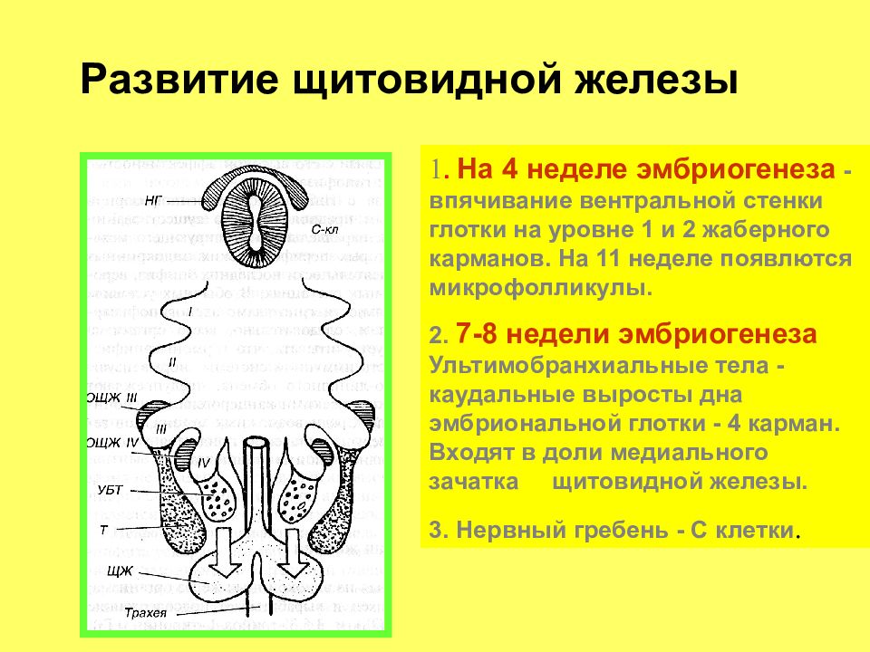 Развитие желез. Эмбриональное происхождение щитовидной железы. Эмбриогенез щитовидной железы гистология. Этапы эмбриогенеза щитовидной железы. Источник развития щитовидной железы гистология.