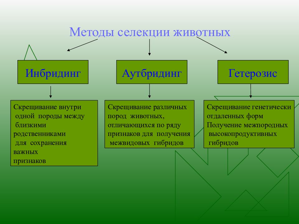 Значение изучения предковых форм для современной селекции презентация