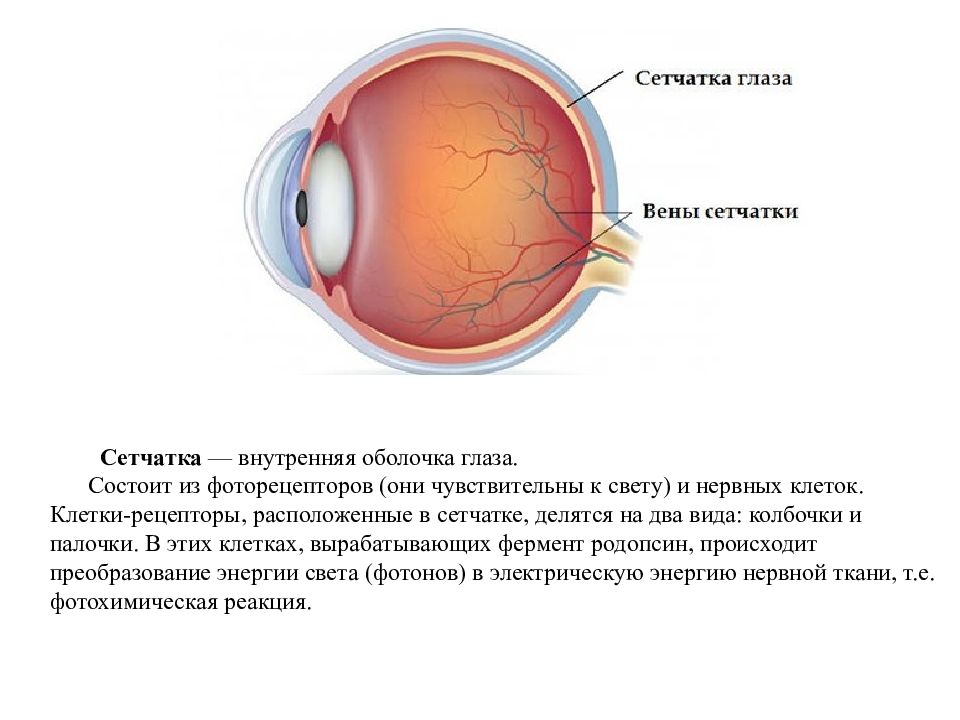 Сетчатка глаза фото где находится