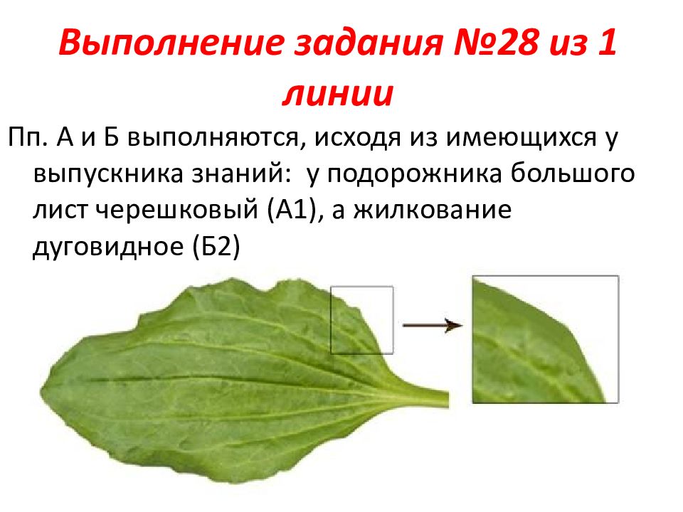 Подорожник схема строения