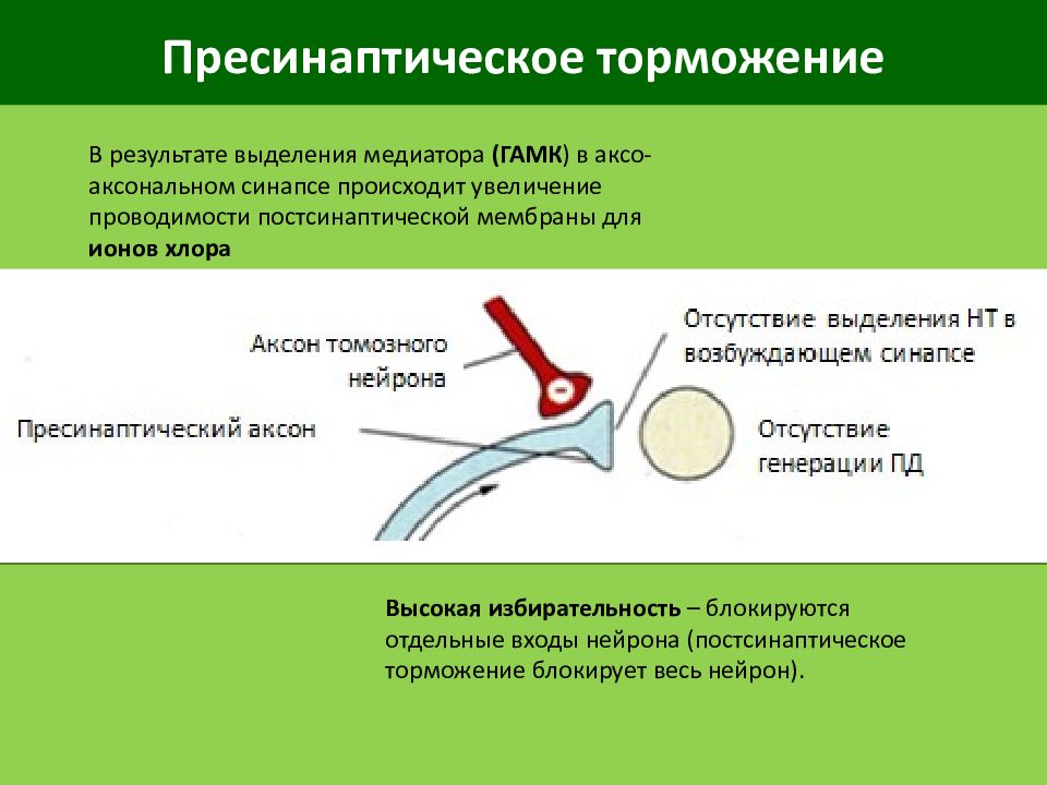 Постсинаптическое торможение схема