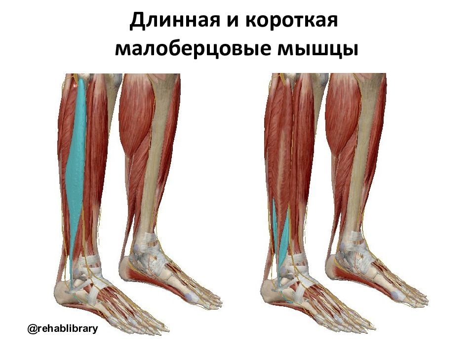 Короткая малоберцовая мышца. Малоберцовая мышца анатомия. Длинная малоберцовая мышца анатомия. Длинная и короткая малоберцовая мышца. Длинная малоберцовая мышца иннервация.